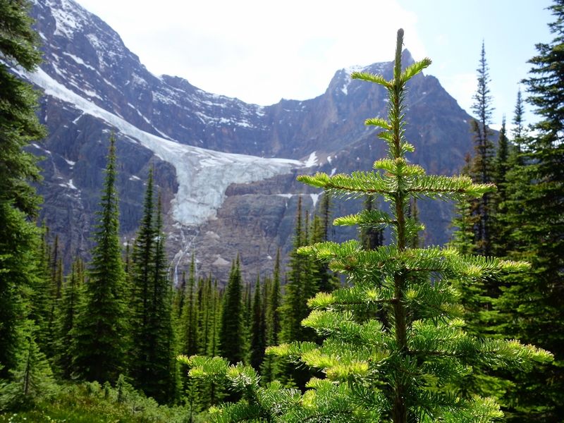 Cavell Meadows Angel Glacier