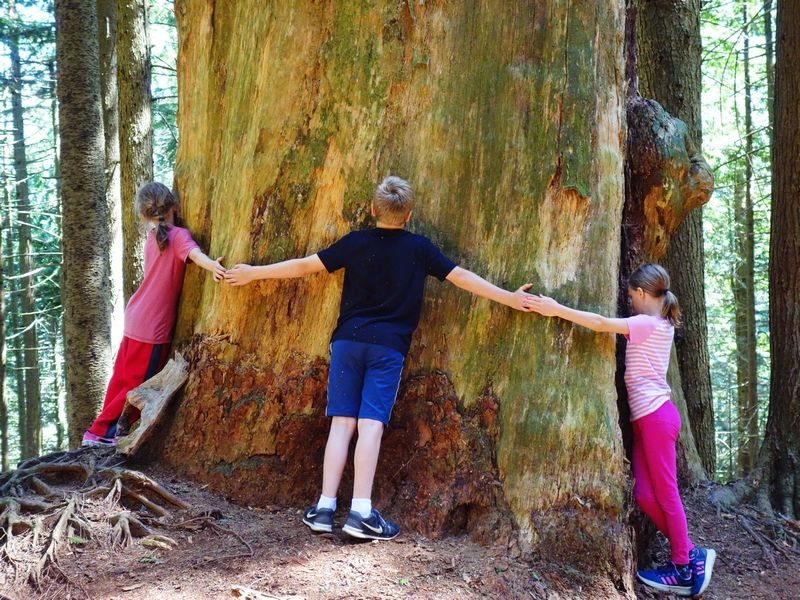 Hennessey Chlidren Tree Hug Cypress Hike