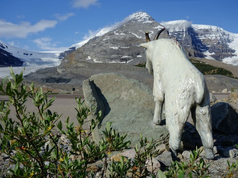 Icefields Centre Mountain Goat