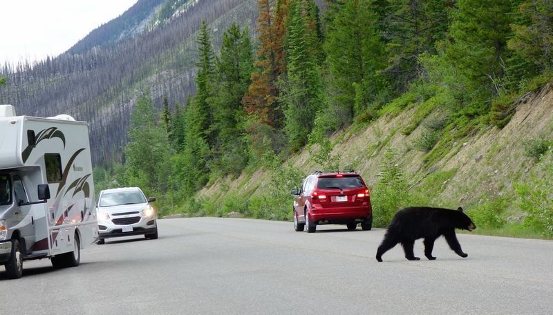 Jasper Black Beer on Road