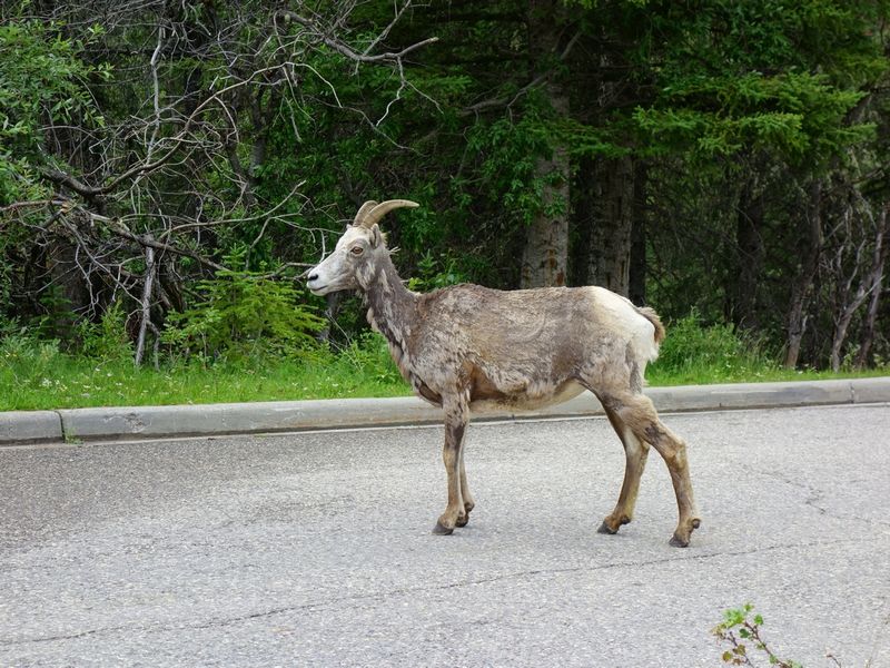 Jasper Miette Hot Springs Sheep