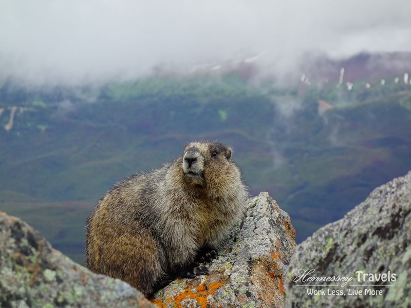 Maligne Lake Bald Hills Marmot