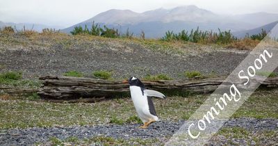 Glaciers & Penguins – One Month in Patagonia